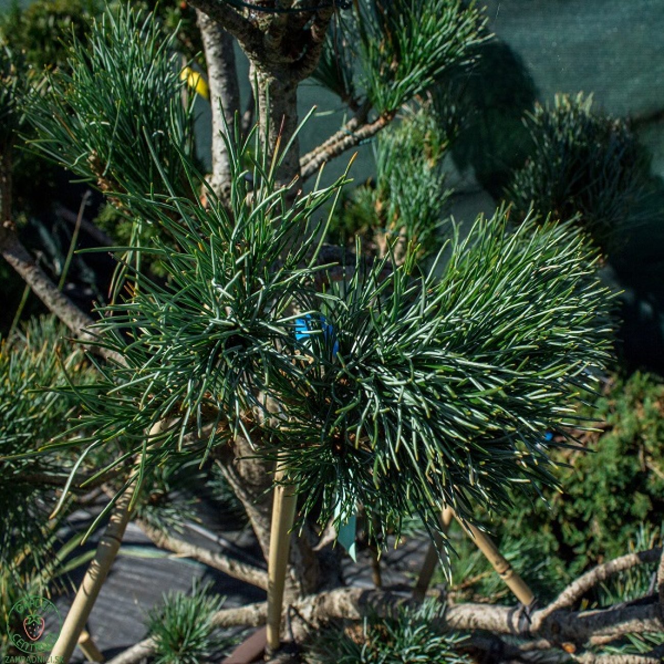 Obrázok Borovica limbová (Pinus cembra) ´GLAUCA´ - výška 100-120 cm, kont. C90L - BONSAJ (-34°C)